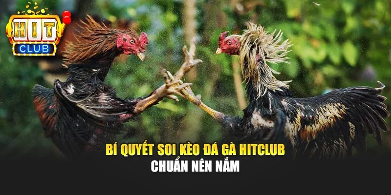 Bí quyết soi kèo đá gà HITCLUB chuẩn nên nắm