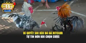 Bí Quyết Soi Kèo Đá Gà HITCLUB - Tự Tin Hơn Khi Chọn Cược