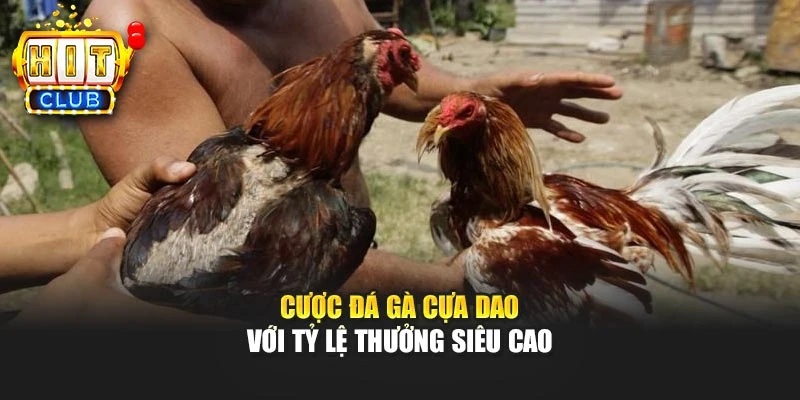 Cược đá gà cựa dao với tỷ lệ thưởng siêu cao