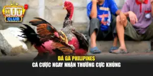 Đá Gà Philipines - Cá Cược Ngay Nhận Thưởng Cực Khủng
