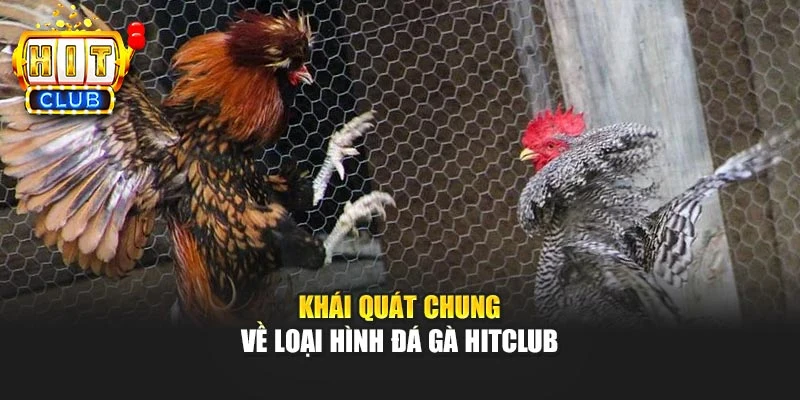 Khái quát chung về loại hình đá gà HITCLUB