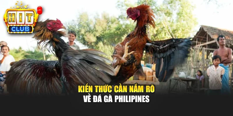 Kiến thức cần nắm rõ về đá gà Philipines