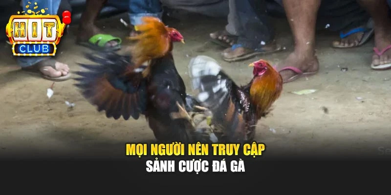Mọi người nên truy cập sảnh cược đá gà