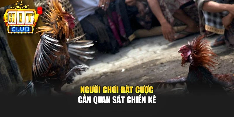Người chơi đặt cược cần quan sát chiến kê