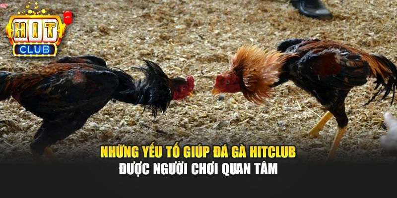 Những yếu tố giúp Đá gà Hitclub được người chơi quan tâm